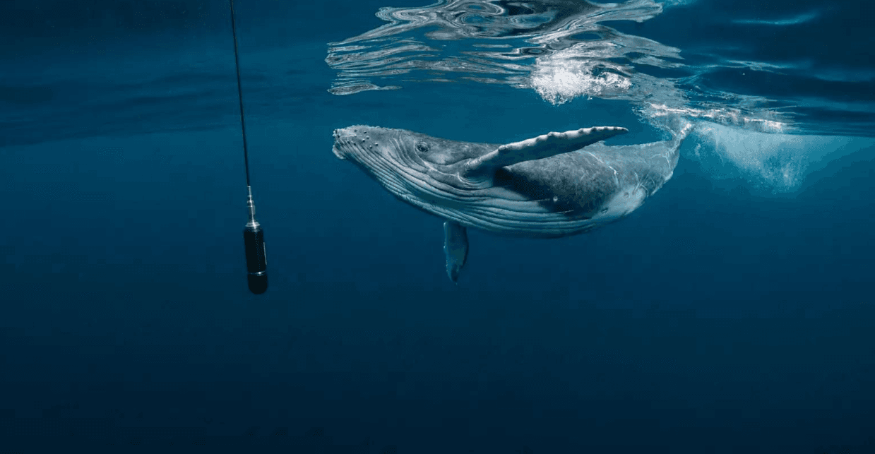 Wie Wissenschaftler den Gesang von Buckelwalen unter Wasser identifizieren - Montana Redonda Guide