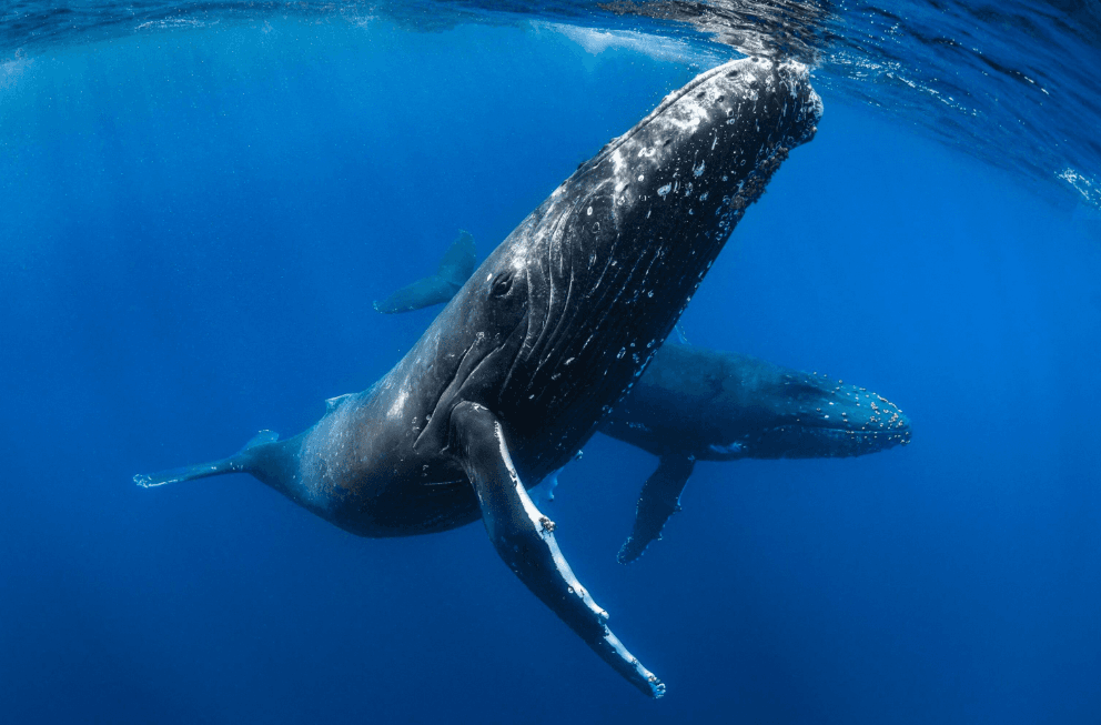 Cómo los científicos identifican a las ballenas jorobadas cantoras individuales - Montana Redonda Guide