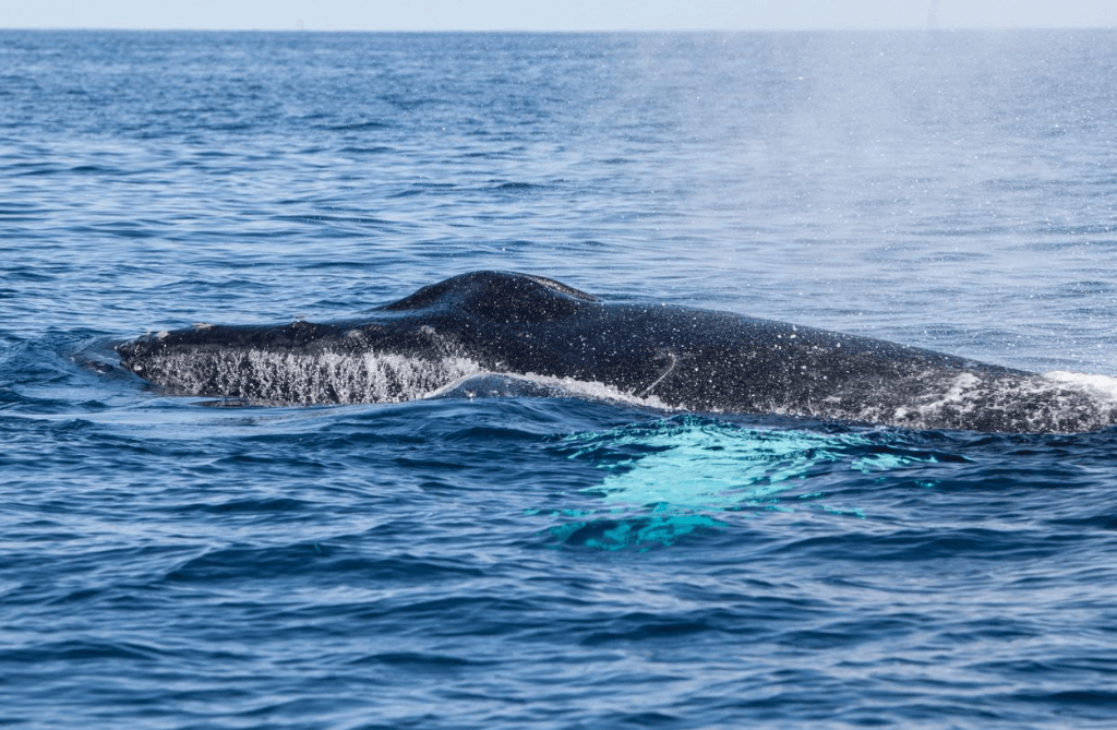 ¿Las ballenas jorobadas regresan a la bahía de Samaná todos los años? - Montana Redonda Guide