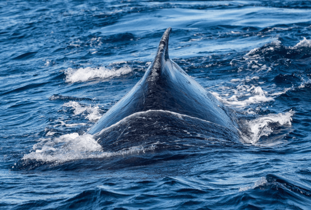 Canciones de ballenas jorobadas y aprendizaje social - Montana Redonda Guide