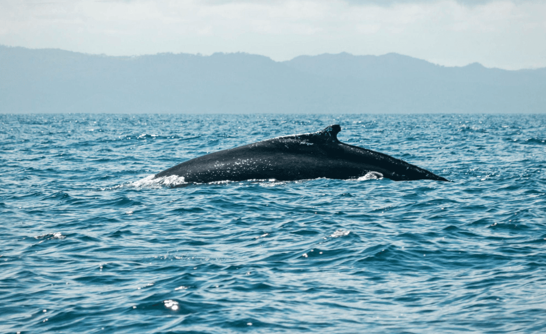 Wie Buckelwale ihre Lieder zwischen ihren Brutstätten austauschen - Montana Redonda Guide