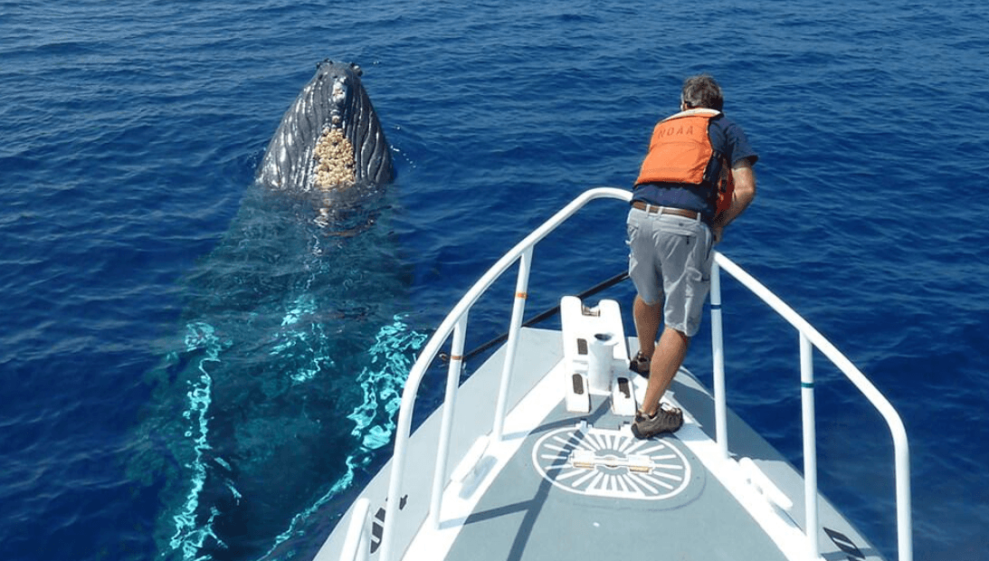 Cómo cambian las canciones de las ballenas jorobadas entre estaciones - Montana Redonda Guide