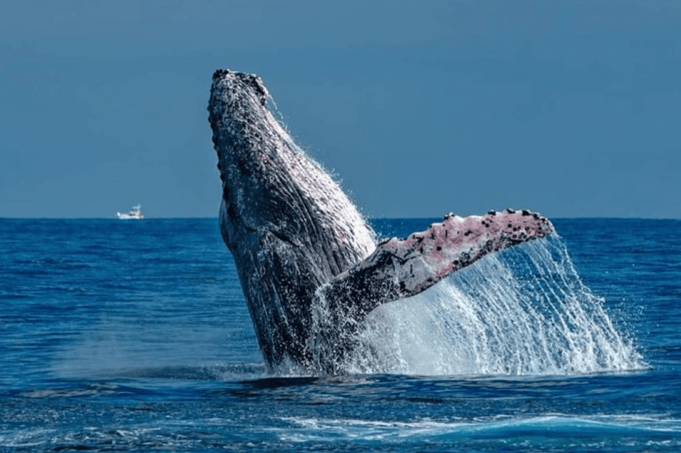 Cómo los científicos identifican a las ballenas jorobadas en Samaná