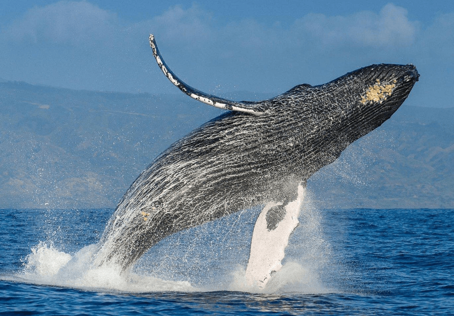 Cómo prevenir el mareo en un barco de avistamiento de ballenas en Samaná