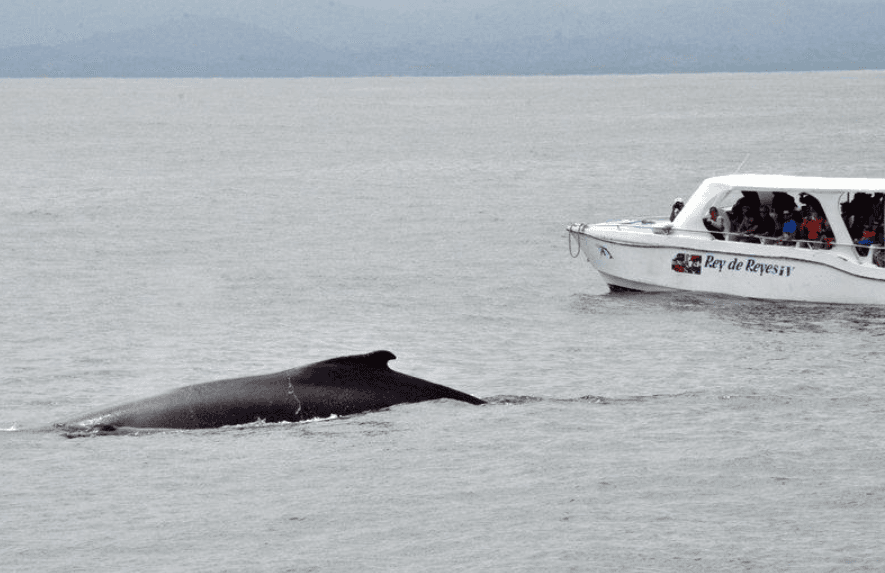 Actividad de canto de ballenas jorobadas: cambios estacionales - Montana Redonda Guide