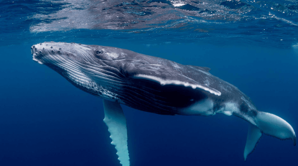 ¿Las ballenas jorobadas prefieren ciertas áreas de la Bahía de Samaná?