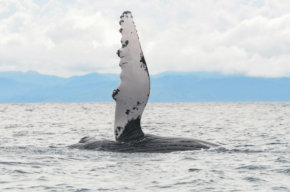 Kisa k ap pase nan yon vwayaj Samaná Whale-Watching?