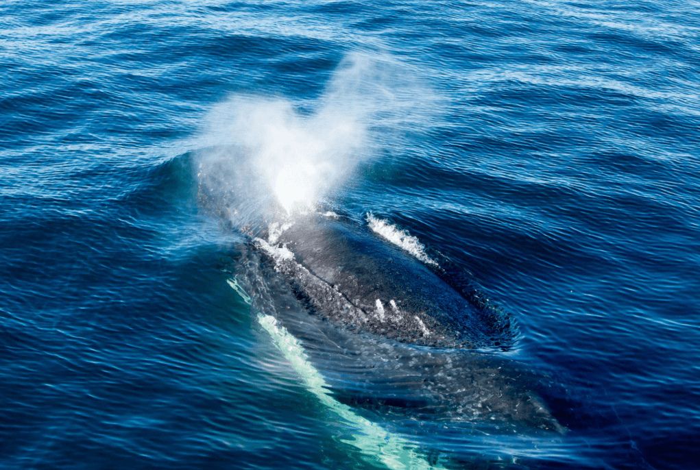 ¿Cuándo llegan y salen las ballenas jorobadas de la bahía de Samaná?