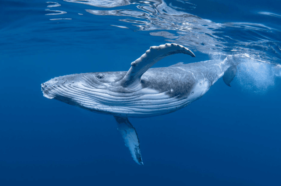 ¿Por qué el océano se ve más oscuro cerca de los barcos de avistamiento de ballenas en la Bahía de Samaná?