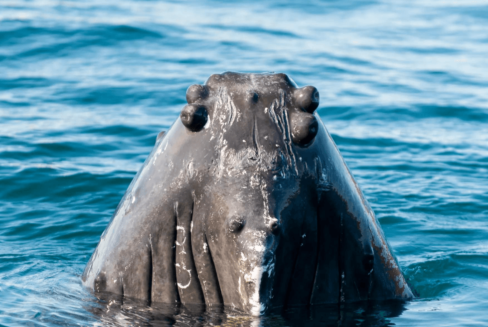 Cómo los paisajes submarinos dan forma a los hábitats de las ballenas