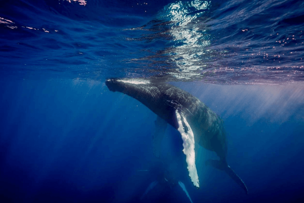 Cómo se registran y reportan los avistamientos de ballenas jorobadas