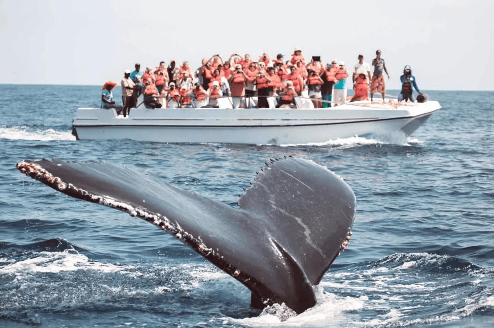 Kijan Gid Estime Distans Balèn nan Samaná Bay