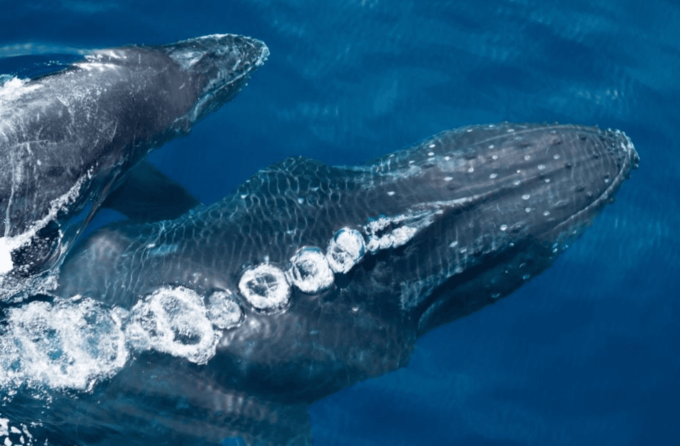 ¿Cómo respiran las ballenas jorobadas? Espiráculos explicados