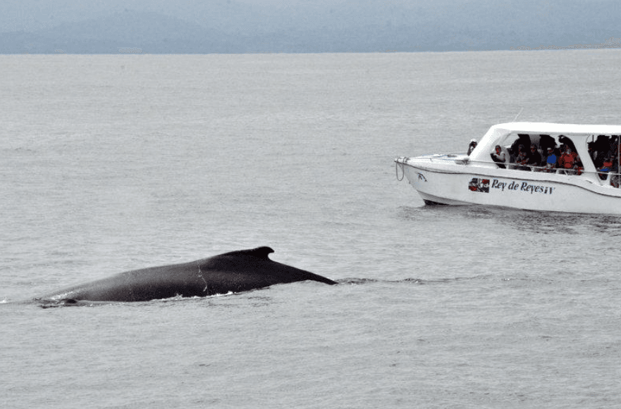 ¿Por qué las ballenas jorobadas tienen aletas largas?
