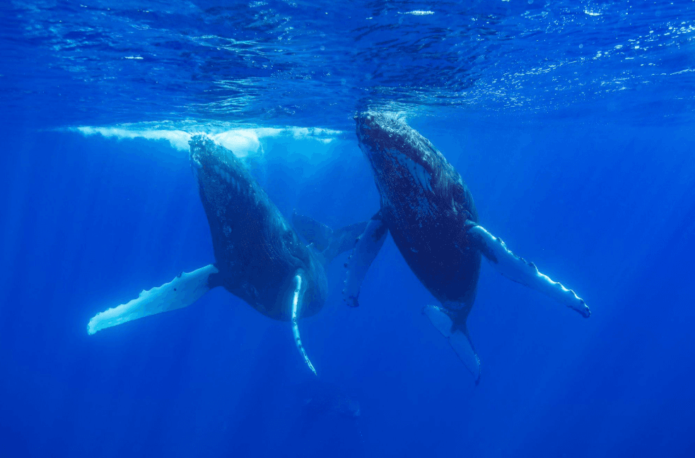 ¿Qué son las barbas? Cómo las ballenas jorobadas filtran su comida