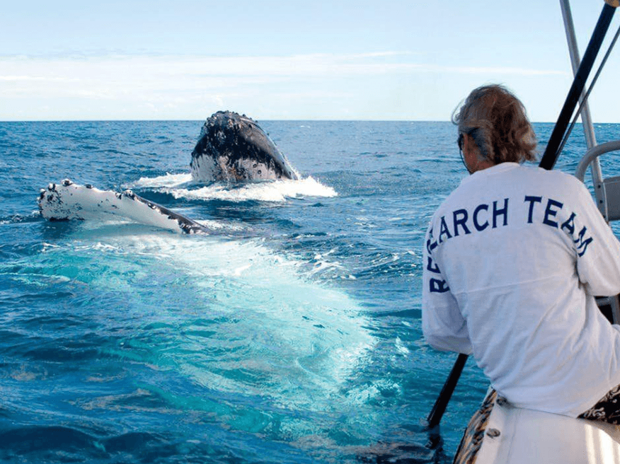 Why Do Humpback Whales Make Sounds Underwater? - Montana Redonda Guide