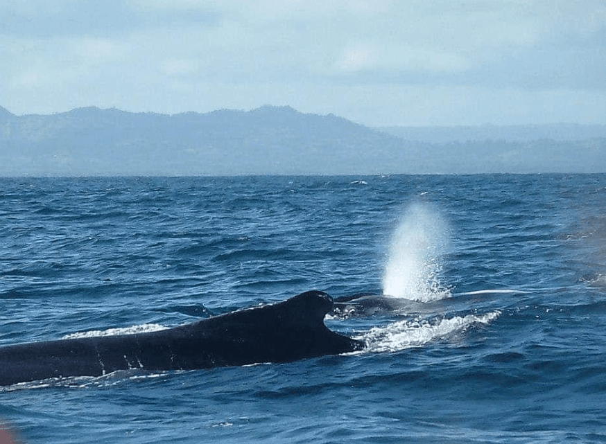 Why Humpback Whales Pause Briefly at the Surface - Montana Redonda Guide