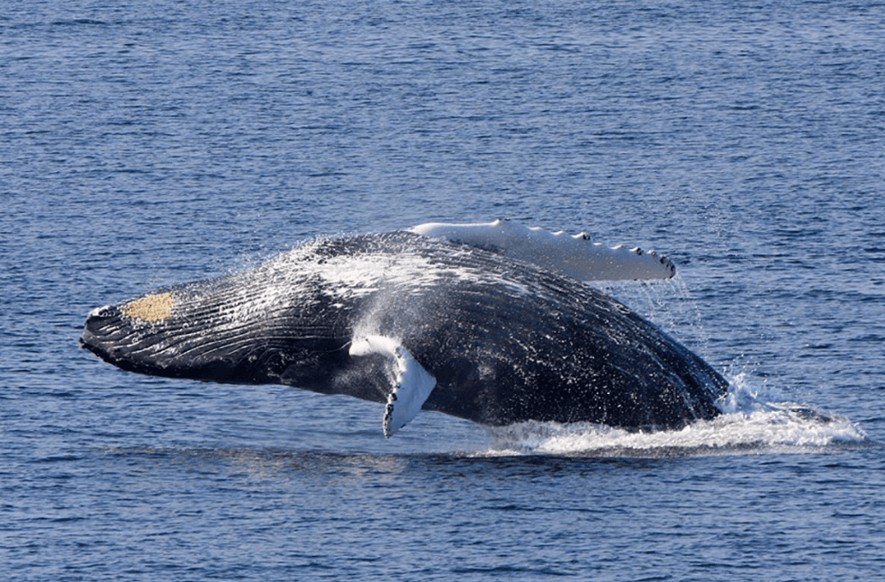How Scientists Identify Humpback Whale Song Dialects - Montana Redonda Guide