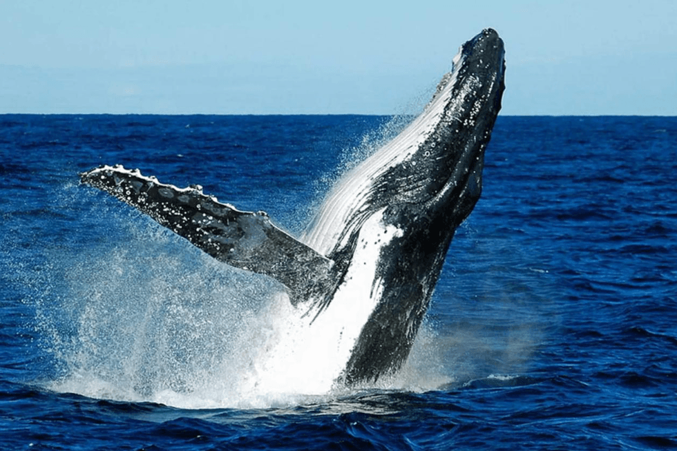 ¿A qué velocidad nadan las ballenas jorobadas bajo el agua? - Montana Redonda Guide
