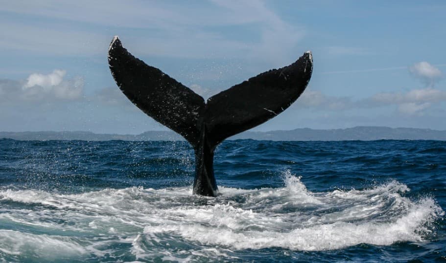 Samaná Whale Watching 2027: Tours & Gid Vizitè