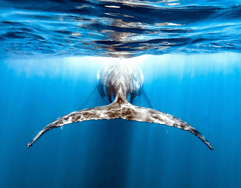 Por qué las ballenas jorobadas ruedan de lado en la superficie - Montana Redonda Guide