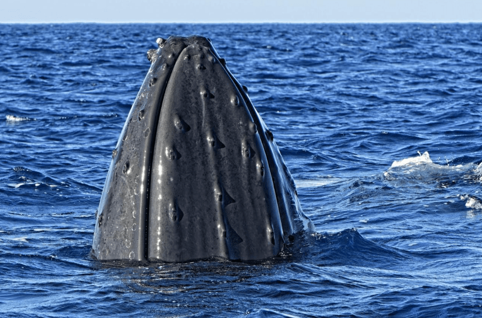 Por qué las ballenas jorobadas bucean sin mostrar la cola - Montana Redonda Guide